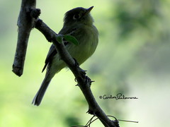 Empidonax difficilis