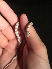 Phyllorhynchus decurtatus