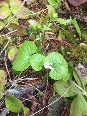 Viola renifolia