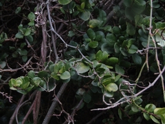 Notanthera heterophyllus