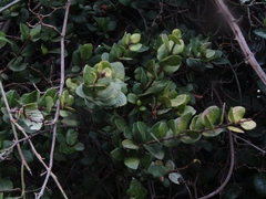 Notanthera heterophyllus