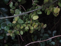 Notanthera heterophyllus