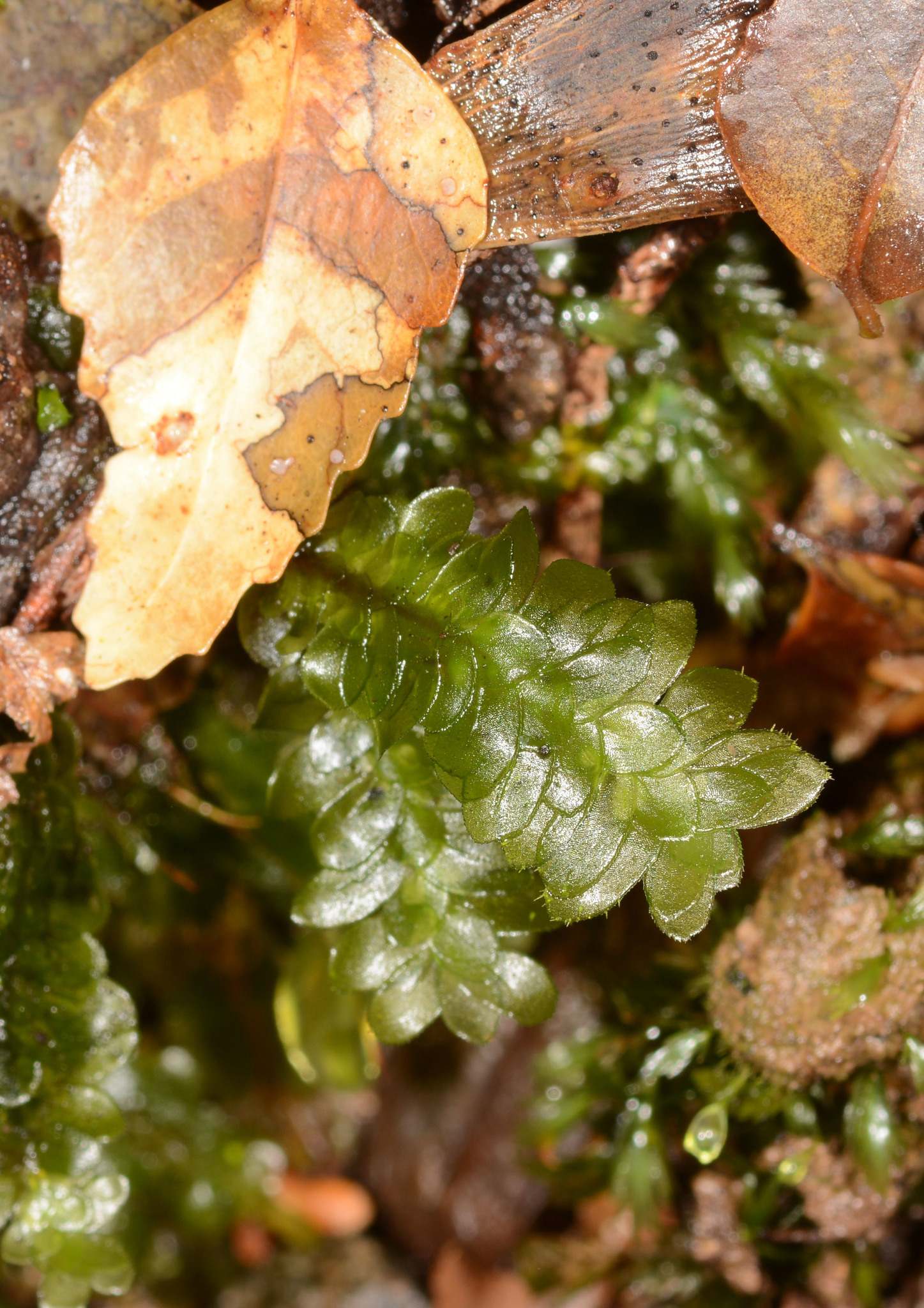 Achrophyllum dentatum