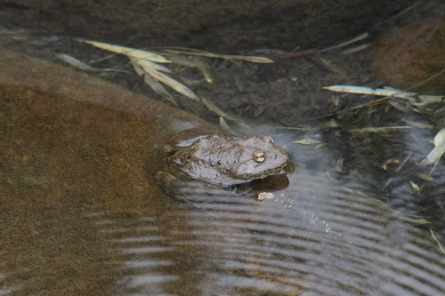 Aquatic River Frog, Amietia vertebralis