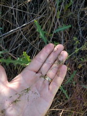 Melica imperfecta
