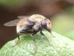 Sericomyia flagrans
