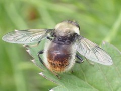 Sericomyia flagrans