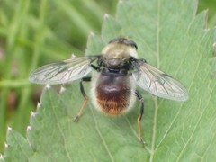 Sericomyia flagrans