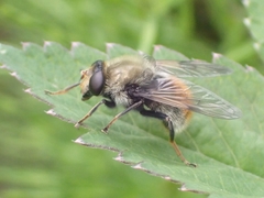 Sericomyia flagrans