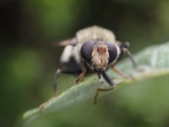 Sericomyia flagrans