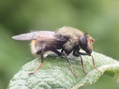 Sericomyia flagrans