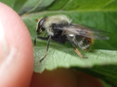 Sericomyia flagrans