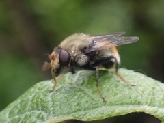Sericomyia flagrans