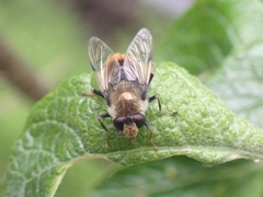 Sericomyia flagrans