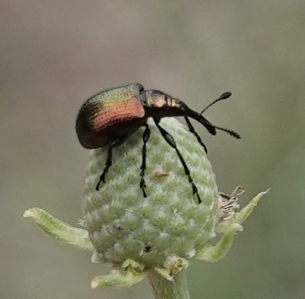 Haplorhynchites eximius