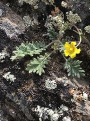 Potentilla jenissejensis