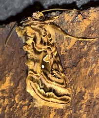 Autographa mappa