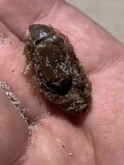 Pseudocotalpa giulianii