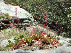 Heuchera sanguinea