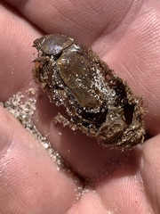 Pseudocotalpa giulianii