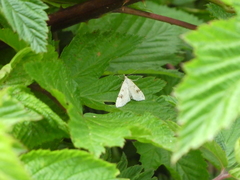 Udea washingtonalis