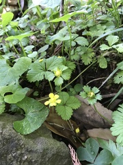 Potentilla hebiichigo