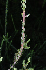Eutaxia diffusa