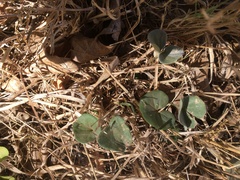 Dichondra donelliana
