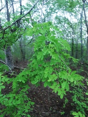 Libidibia sclerocarpa