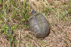 Kinosternon subrubrum hippocrepis