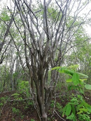 Libidibia sclerocarpa