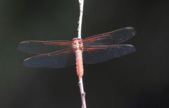 Libellula croceipennis