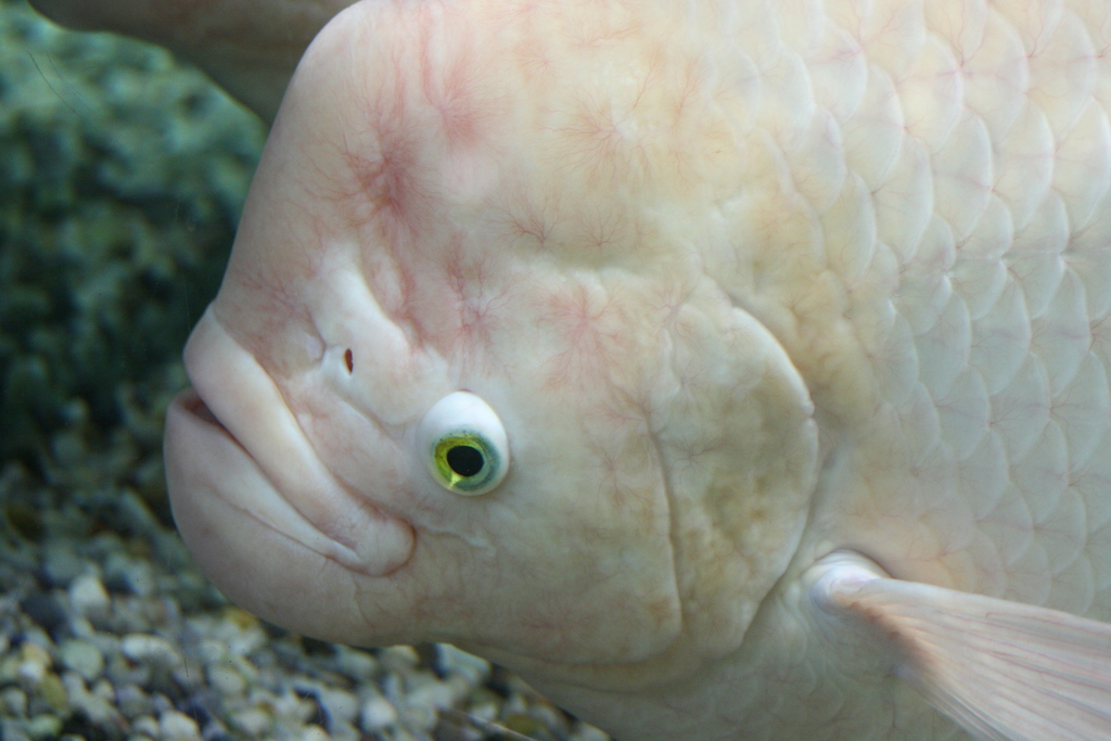 Giant Gouramis