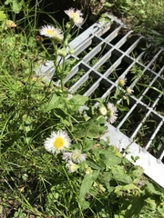 Erigeron philadelphicus