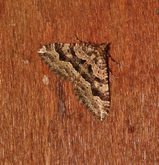 Epyaxa agelasta