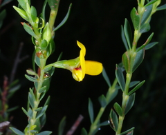 Eutaxia diffusa