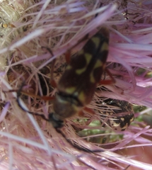 Typocerus velutinus