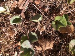Dichondra donelliana