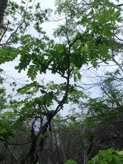 Piptadenia obliqua