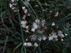 Baccharis racemosa