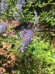 Ceanothus parvifolius