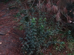 Baccharis racemosa
