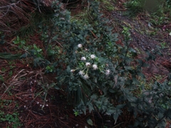 Baccharis racemosa