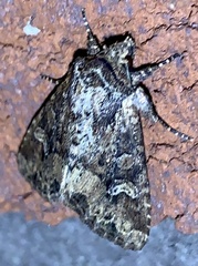 Mesapamea fractilinea