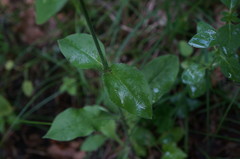 Silene viridiflora