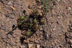 Navarretia intertexta