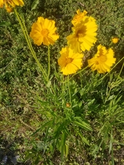 Coreopsis palmata