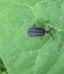 Lucidota atra