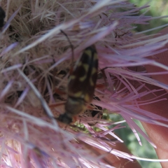 Typocerus velutinus