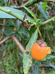 Solanum laciniatum